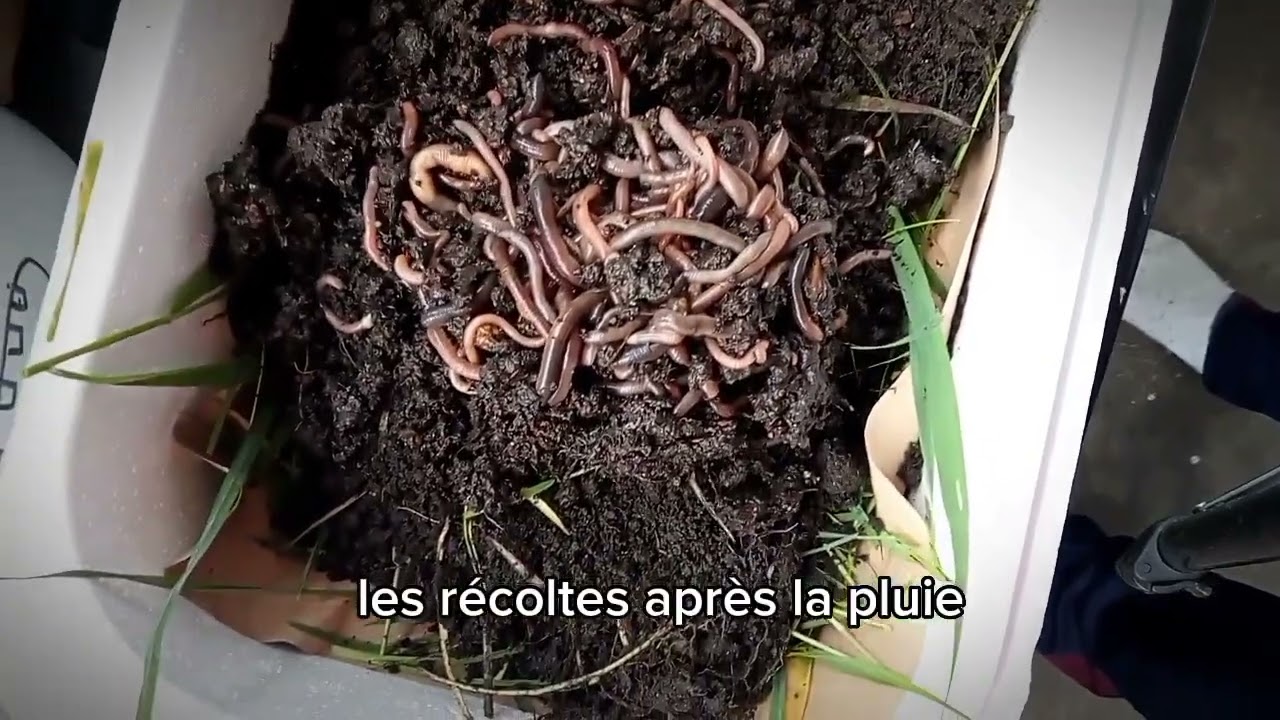 Tuto pêche-conserver ces vers facilement (REALISER UN LOMBRICARIUM)
