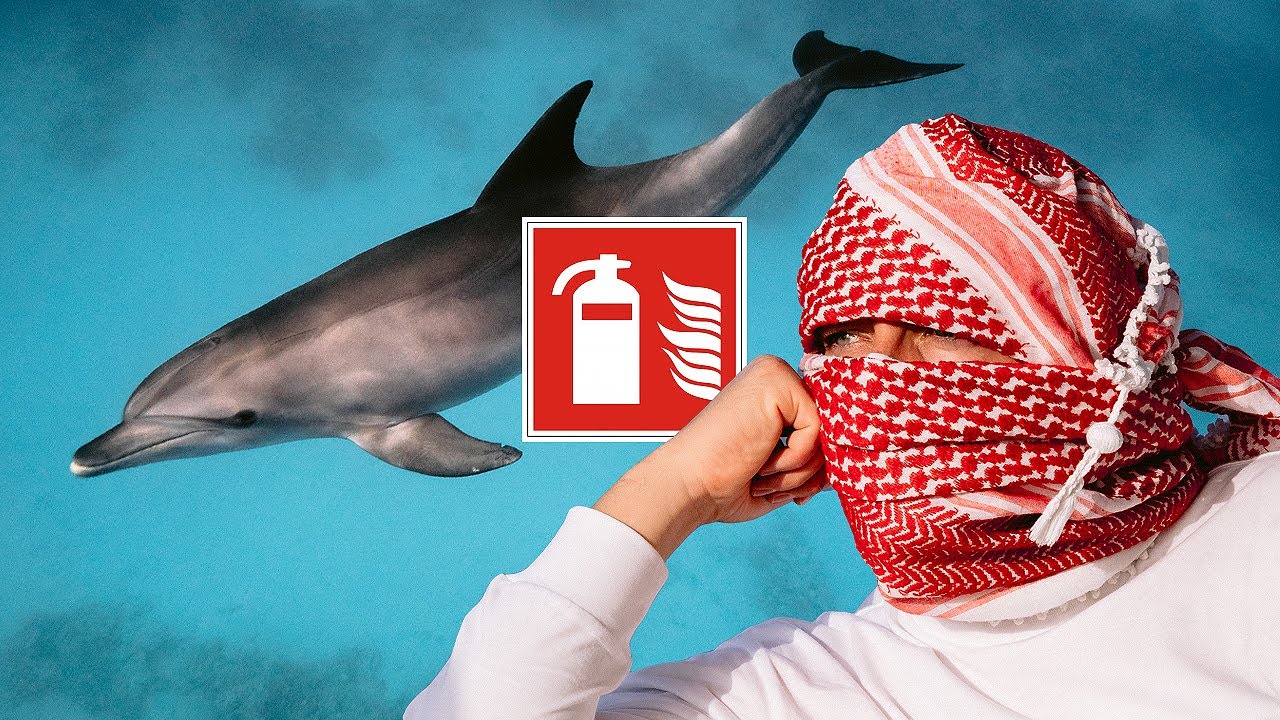 Atostogos Egipte | Raudonoji jūra, Jėgos Aitvarai,  Nardau su delfinais