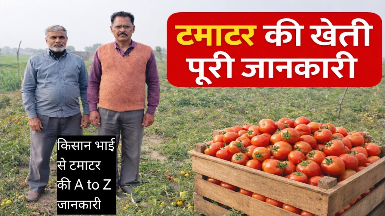 *टमाटर की खेती | लागत, पैदावार और मुनाफा – किसान से सीधी बात*#tamatar#desiviilagelifetstyle