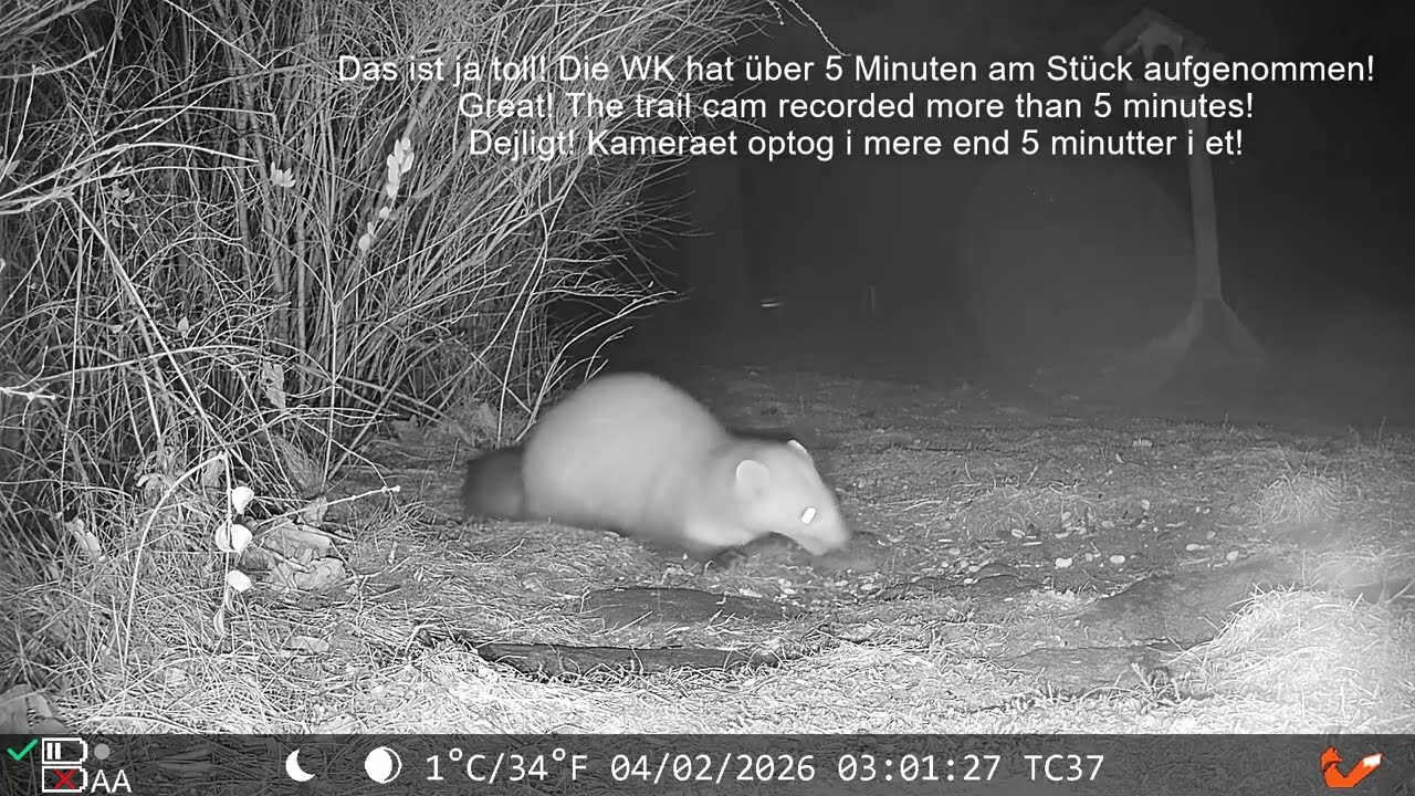 Neue Kamera nimmt mehr als 5 Min. am Stück auf! - New Trail cam continues recording more than 5 min