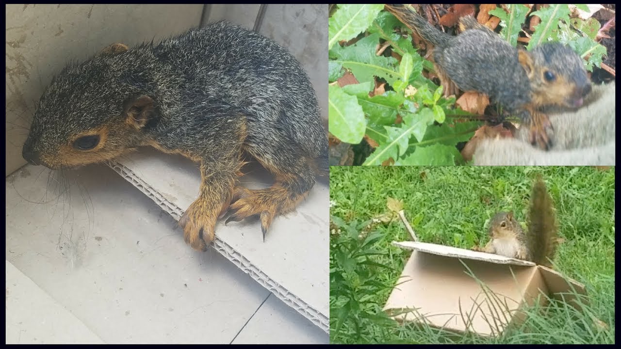 SAVING a BABY SQUIRREL