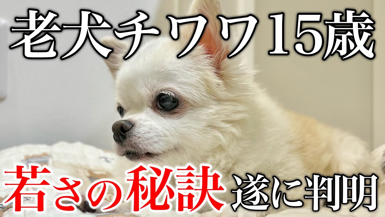 愛犬を長生きさせたかったらコレやって！15年間寄り添ってわかったこと【老犬介護/シニア犬】