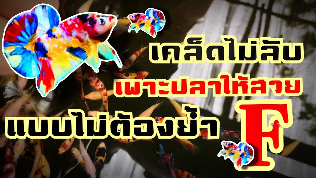 สูตรเด็ดเพาะปลาสวย แบบไม่ต้องย้ำ F  [[ KPS. farm]]