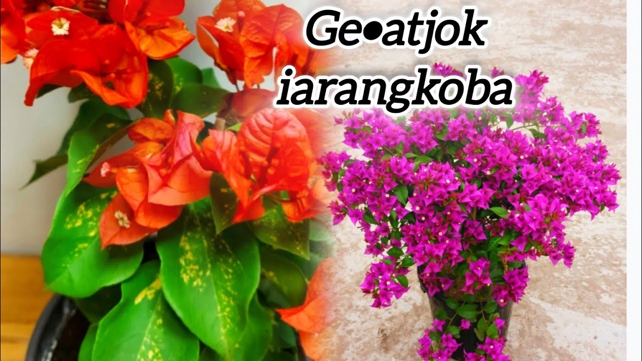 Mandesa batako gejitataha Orange glow koba ge•atjok