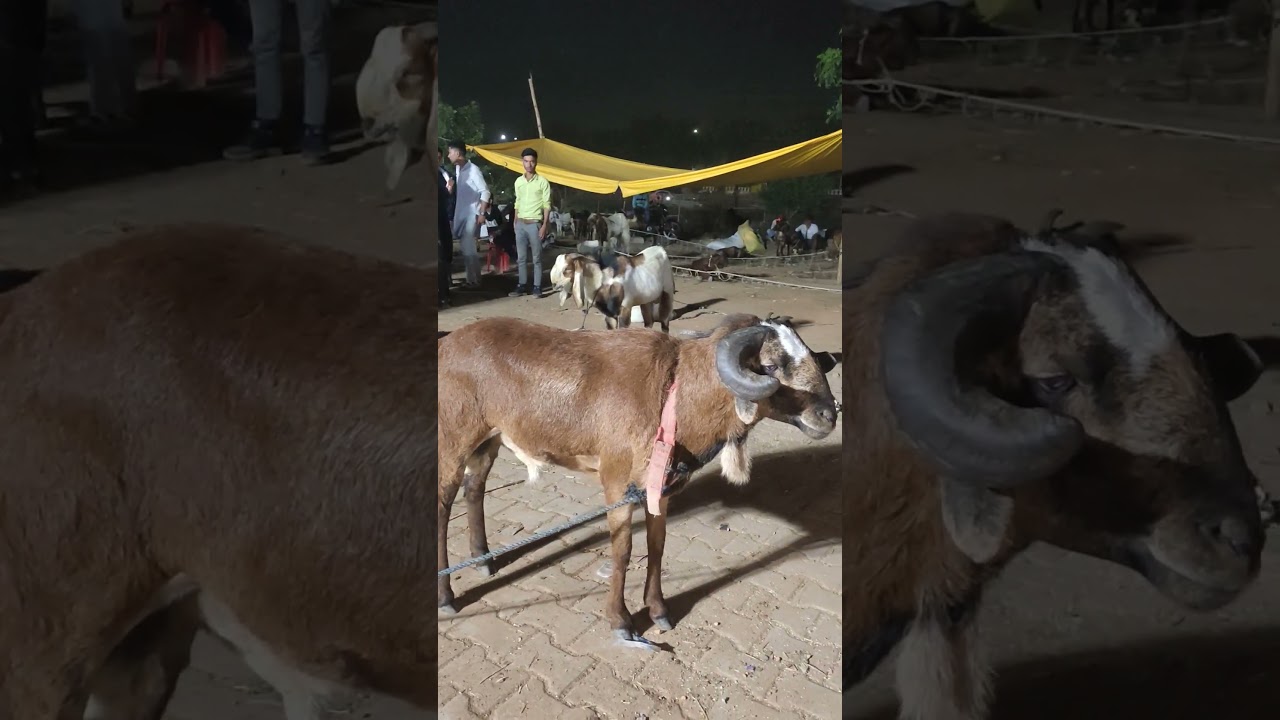 Telangana sheep first time in Lucknow  #sheep #bakramandi #bakraeidspecial #bakraeid2024 #minivlog