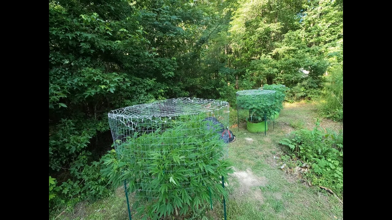 2023 Outdoor Cannabis grow site 2 July 25th update! No till 100% Organic