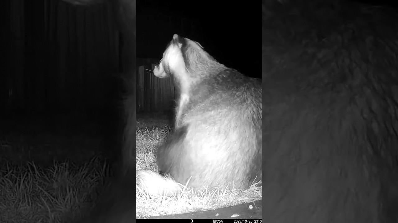 Badger Scratching
