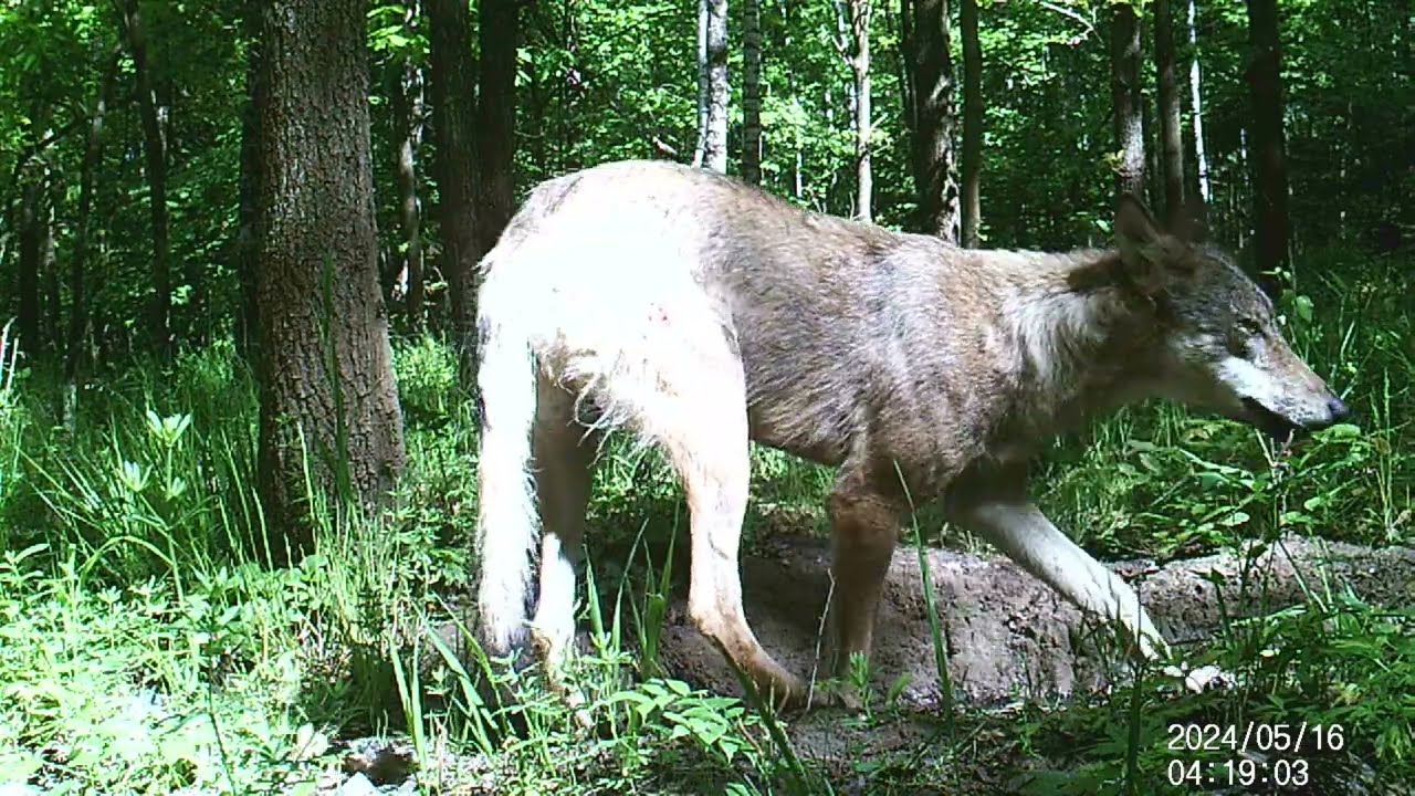 Ranny wilk | wounded wolf | раненый волк | zranen&yacute; vlk | megsebes&uuml;lt farkas