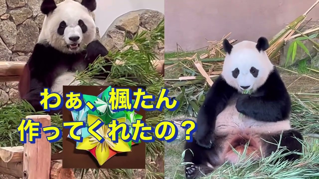 お誕生日おめでとう🎊　彩ちゃんもう６歳なんだね🩷