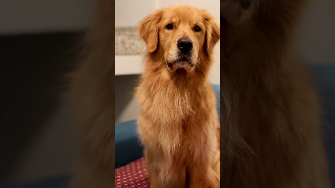 5 Signs Your Golden is in Heat