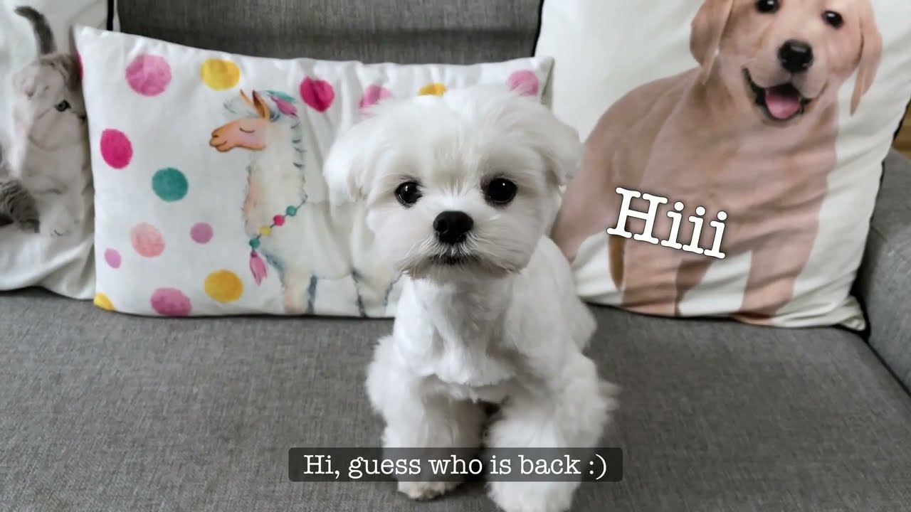 the puppy who broke the internet .... is back
