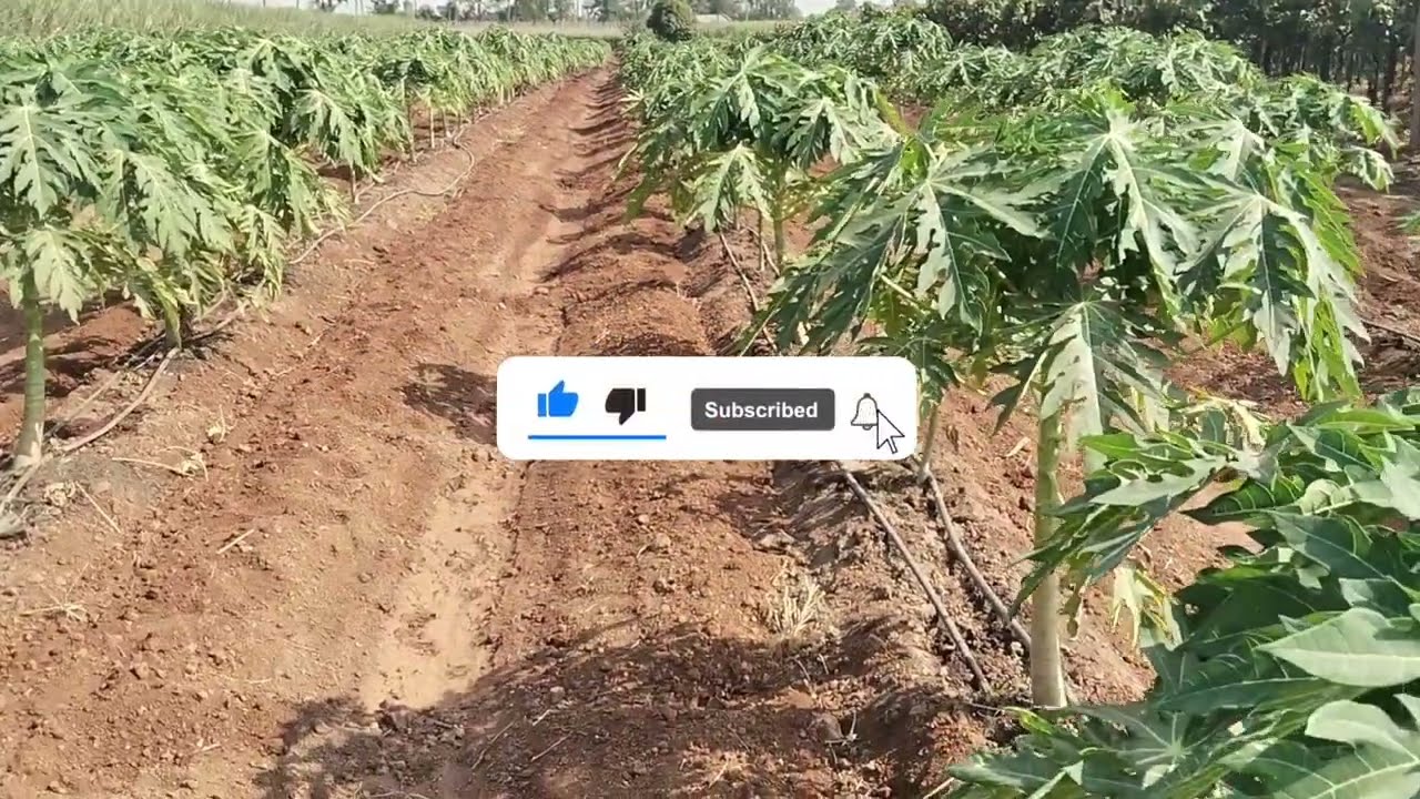 👨‍🌾How to Use🍡 Tooth Stick  in Papaya 🍋