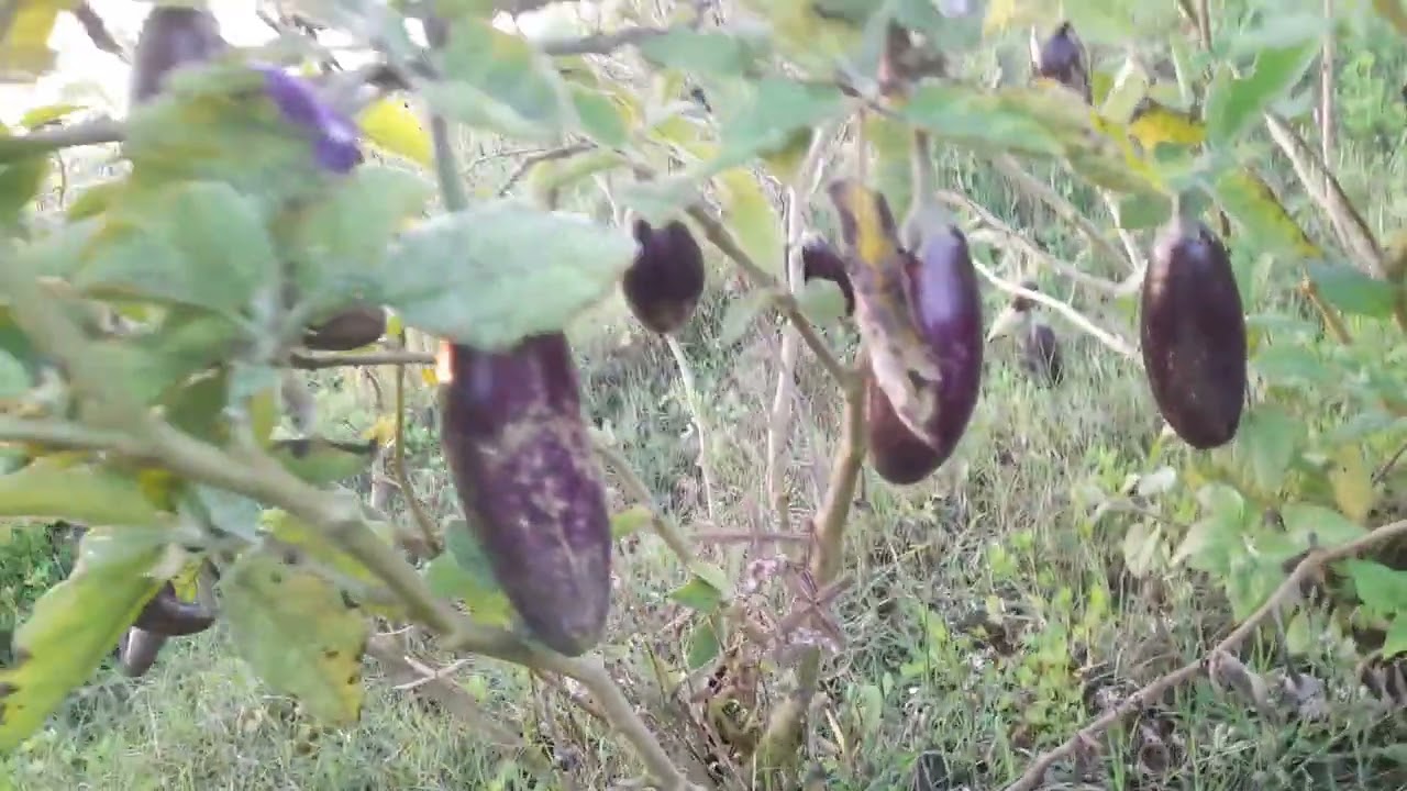 बैंगन  की खेती