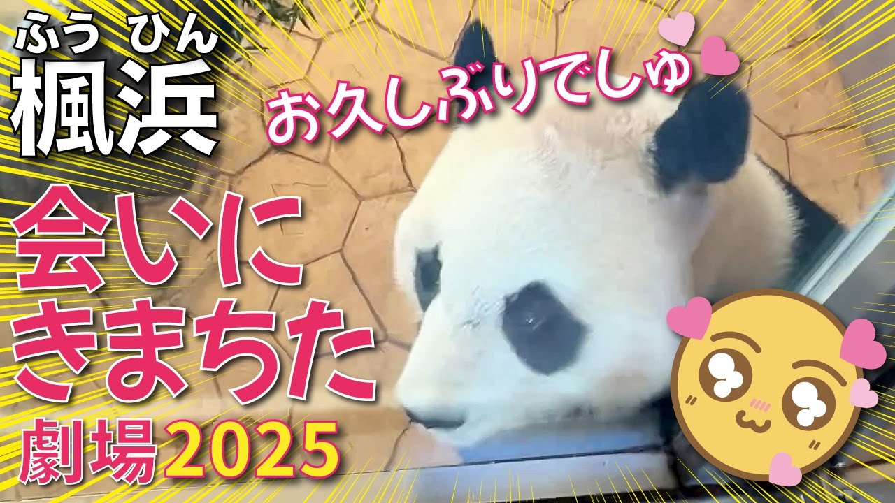 【楓浜（ふうひん）】楓浜🍁大接近💗「🐼の尻尾の色・もう１頭はどこ・お風呂か水浴びか」問題😆お客さんの会話が楽しい😉