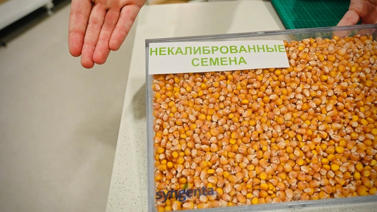 ЗАЧЕМ КАЛИБРУЮТ СЕМЕНА? 