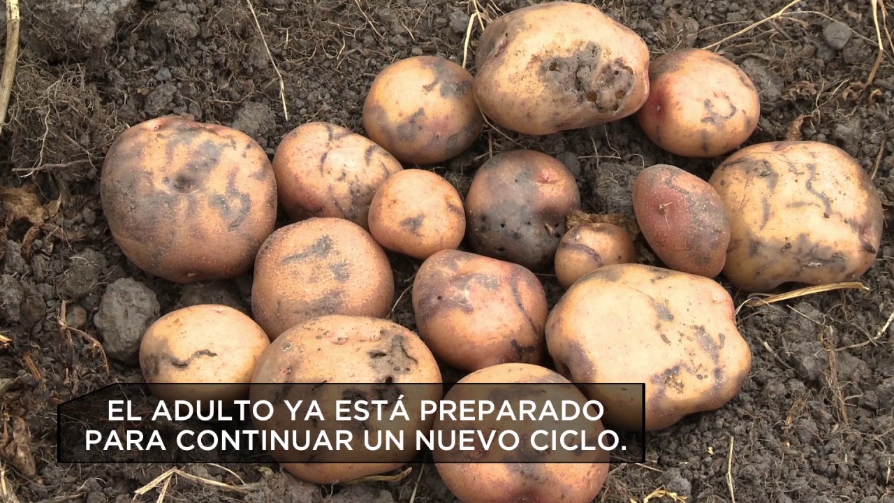 MINECTO™ DUO la solución para el cultivo de papa