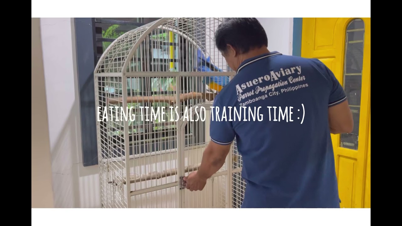 Macaw Recall Training - Blind Spot | Asuero Aviary B&G Macaw Lexa