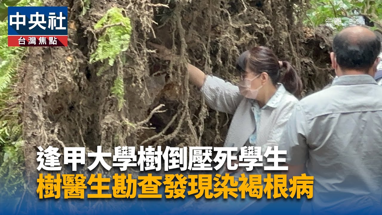 逢甲大學樹倒壓死學生 樹醫生勘查發現染褐根病｜中央社影音新聞