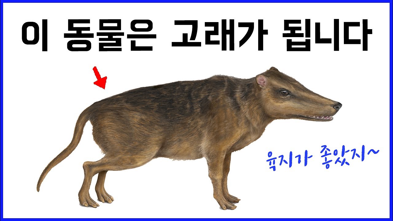 육상동물이었던 고래의 파격적 진화! - 해양포유류와 어류의 차이