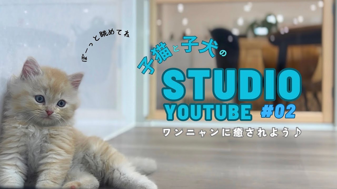 【ちびニャンズシリーズ＃5】スコティッシュ祭り！もこもこ毛が長いロングタイプの子猫の兄弟