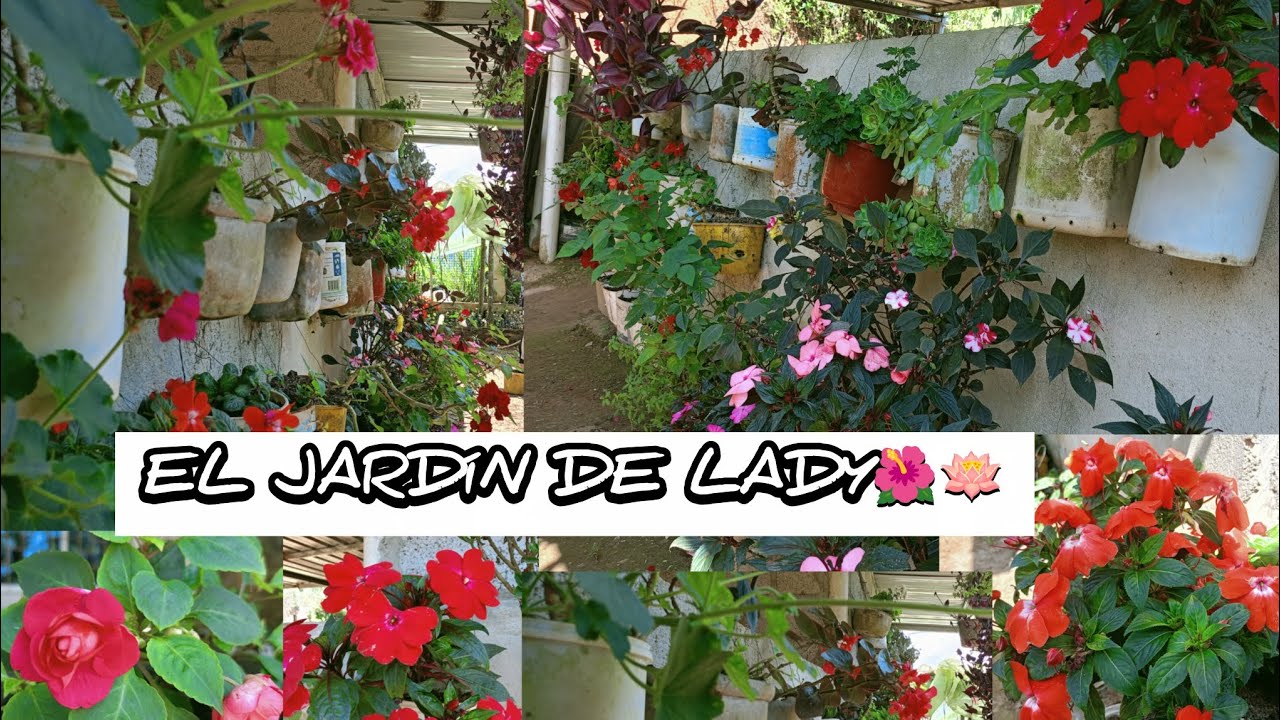 El jardín de mi amiga Lady,un pequeño tour 🪷🌺🤗