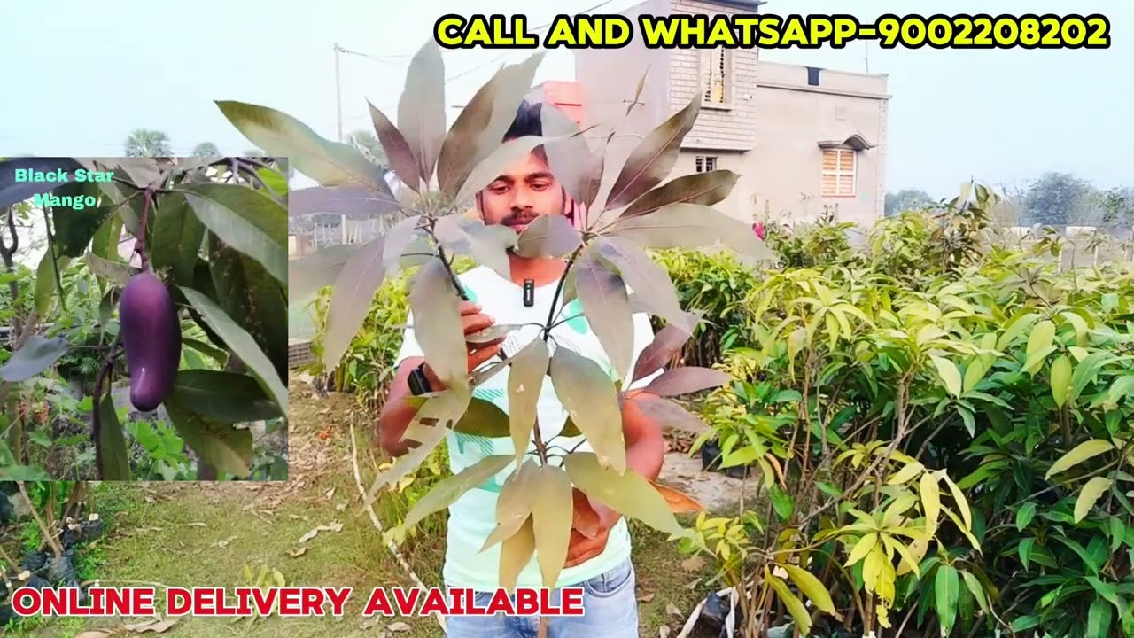Black star mango / qzai mango / american blueberry / mit masala / all fruit plant nursery / JSN