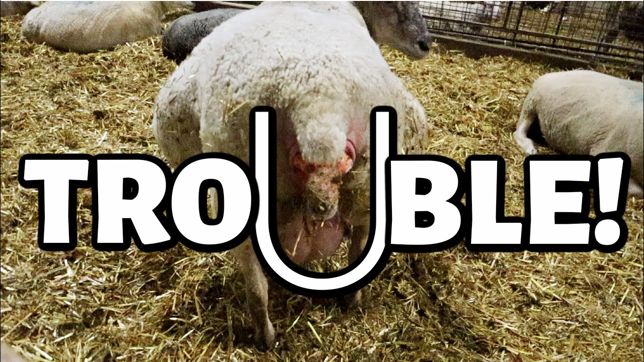 I knew EWE were TROUBLE😳... | LARGE MARGE IS IN LABOUR!!😱 | Summer Lambing 2021 | Vlog 463