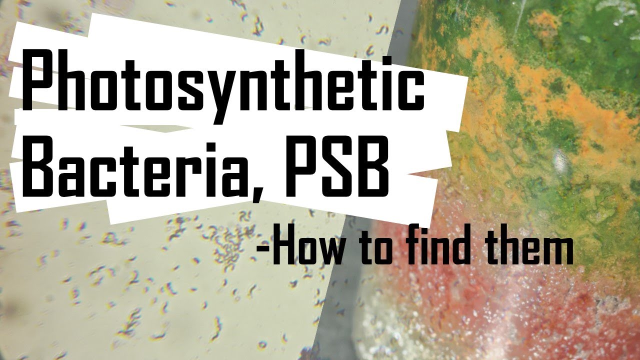 World Builder- Photosynthetic Bacteria