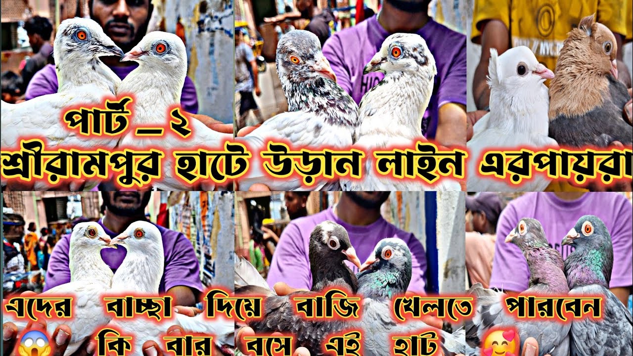 Serampore হাটের ২০০ টাকায় পায়রা 😱 পার্ট _২ বাচ্ছা না উড়লে পায়রা রিটার্ন 😱