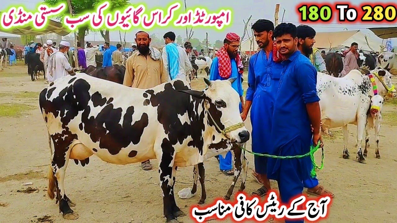 Gondal Mandi Latest update 12March 2026!jersey cow for sale new video!Sahiwal cow sale in Punjab!