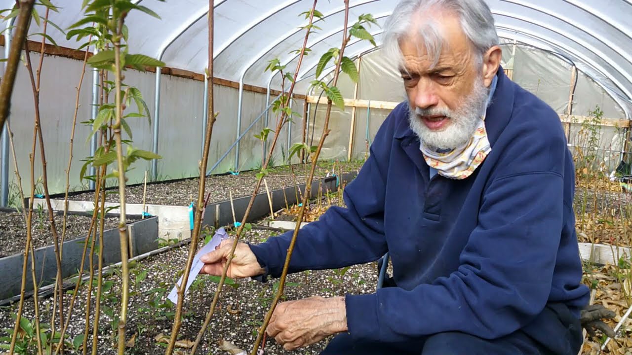 How to Graft Chestnuts and Other Nut Trees