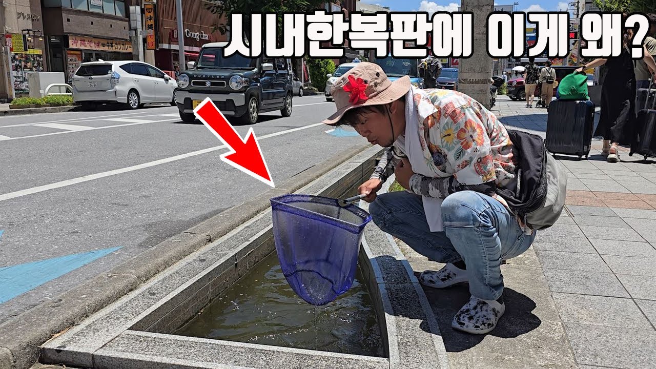 시내한복판 좁은 수로에 왜 이게 있죠? 바글바글한데??