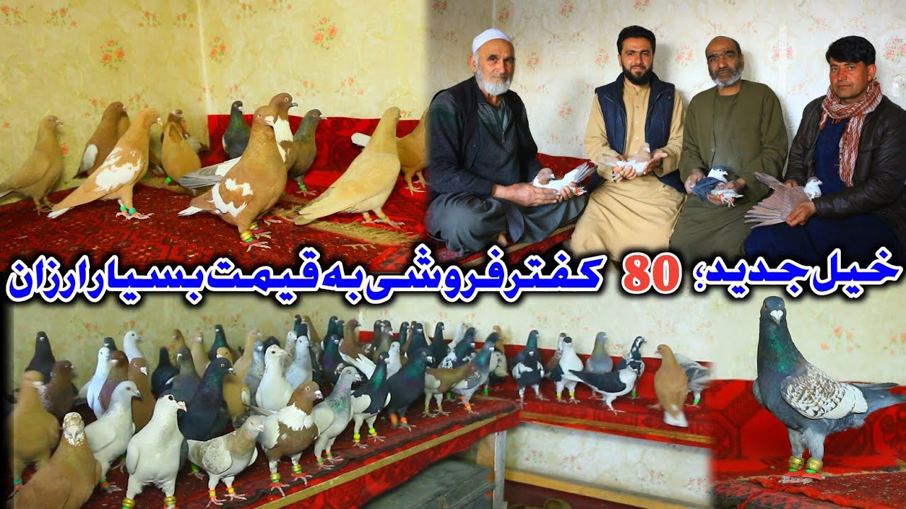 عجله کنید! 80 کفتر فروشی کاریز میر و یکه توت | دوکان کاکا نجيب | کفترهای قیمتی به قیمت ارزان 