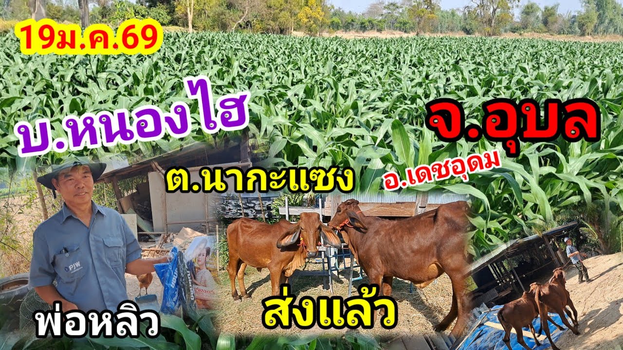 ส่ง บ.หนองไฮ ต.นากะแซง อ.เดชอุดม จ.อุบล/19ม.ค.69