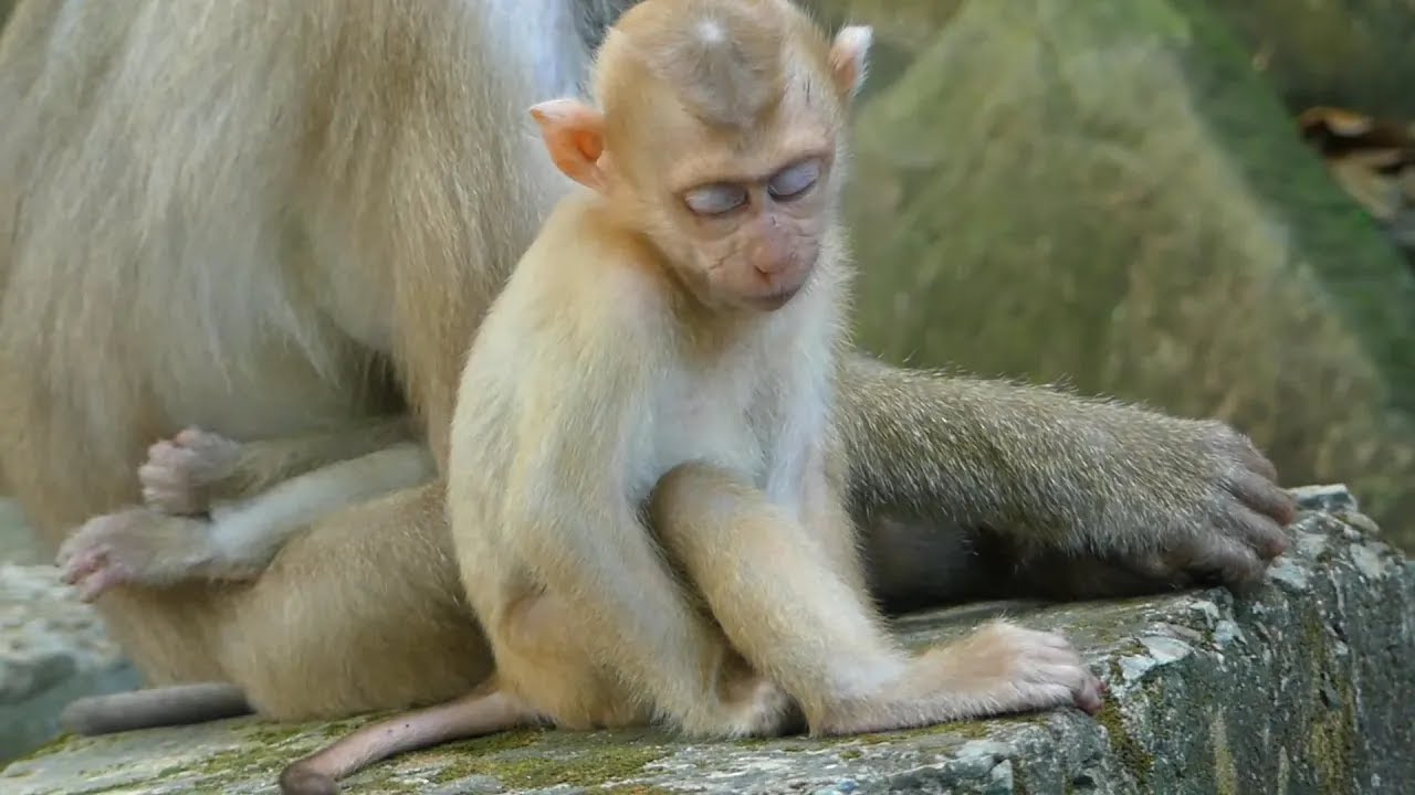 Pity baby Angela want to have mom give milk like baby Rainbow, BB Angela want join milk with Rainbow