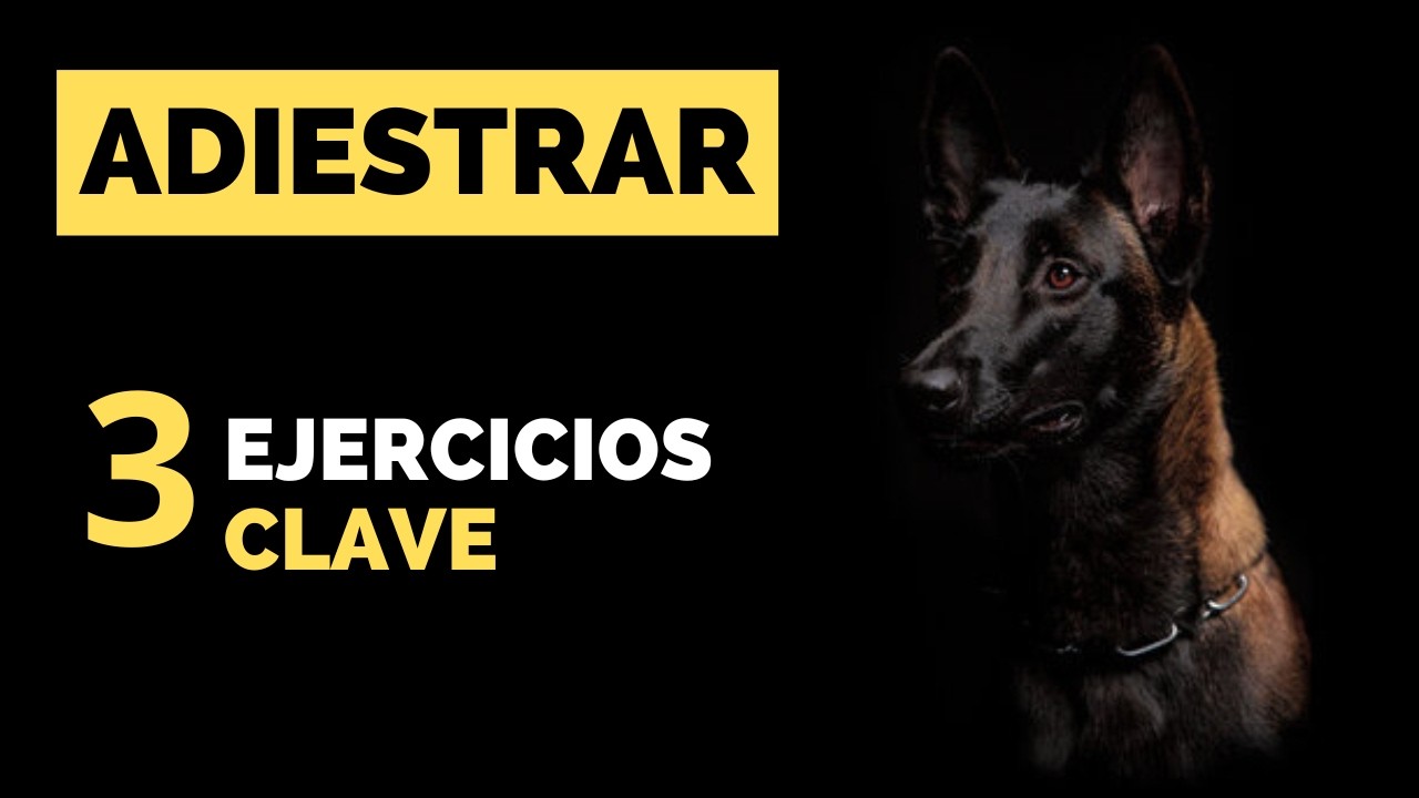 Como EDUCAR a un perro de 1 a&ntilde;o| Ejercicios OBLIGATORIOS para empezar.