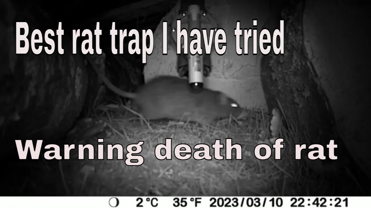 Best rat trap I have tried Camro automatic STA 25