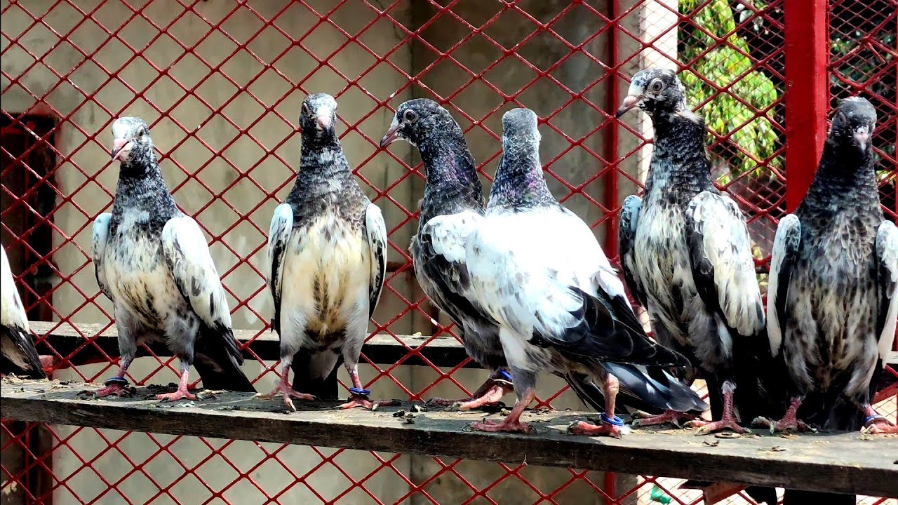 Teddy Baby Pigeons | Ch Sakhi Muhammad Bhatti Pigeons