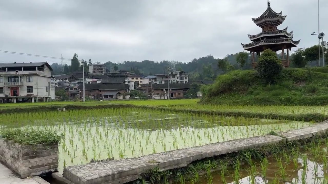 中国村庄步行|贵州黎平县地西村，美丽的稻田，纯朴的村民，放松身心的幽静村落。