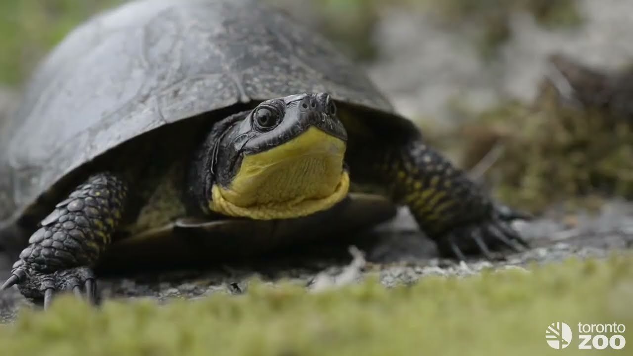 Toronto Zoo Blanding's Turtle Head-Starting Project