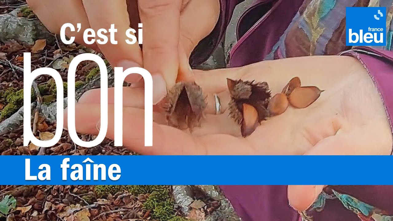 Les faînes, le trésor de la forêt - C'est si bon