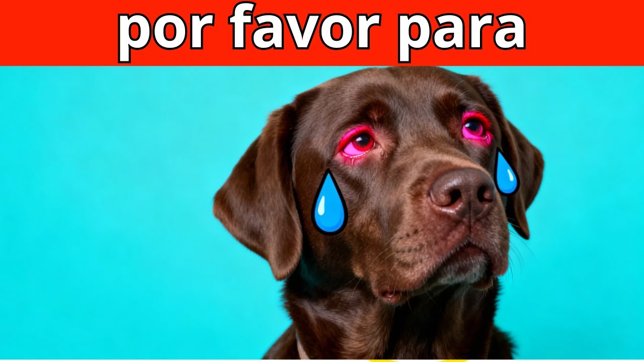 26 cosas que los perros odian y desearían que dejaras de hacer