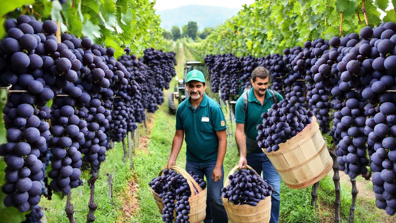 American Farmers Harvest Millions Of Tons Of Grapes And Carry Out The Wine Production Process
