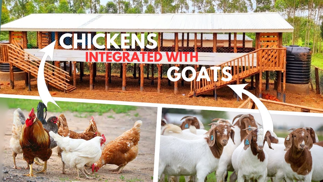 How To Build an Integrated Poultry and Goat Structure