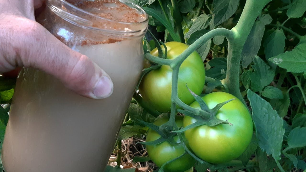 Domates Salatalık Bibere Acilen Bunu Verin Asla Hasta Olmaz Daha Çok Meyve Verecek  (%100 Başarılı🌱)