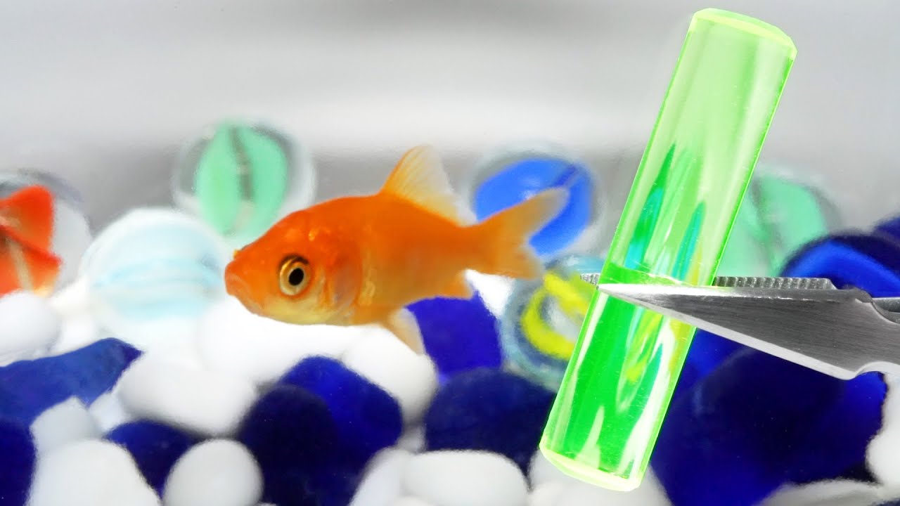 金魚の水槽に放射性物質を入れるとこうなる