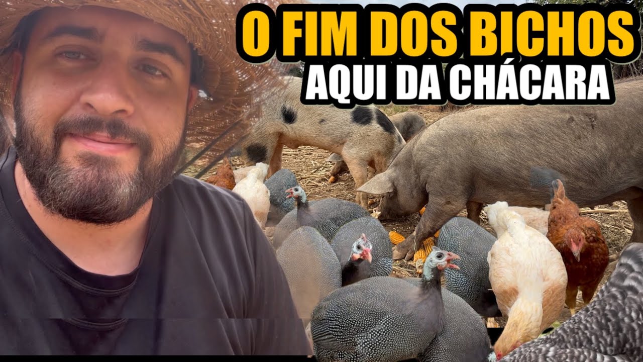 NÃO TIVE ESCOLHA, TIVE QUE FAZER