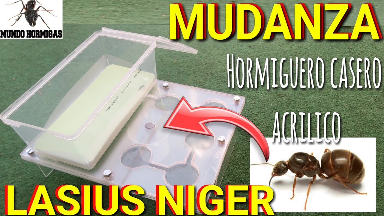 Mudanza Lasius Niger al hormiguero casero acrílico - MUNDO HORMIGAS