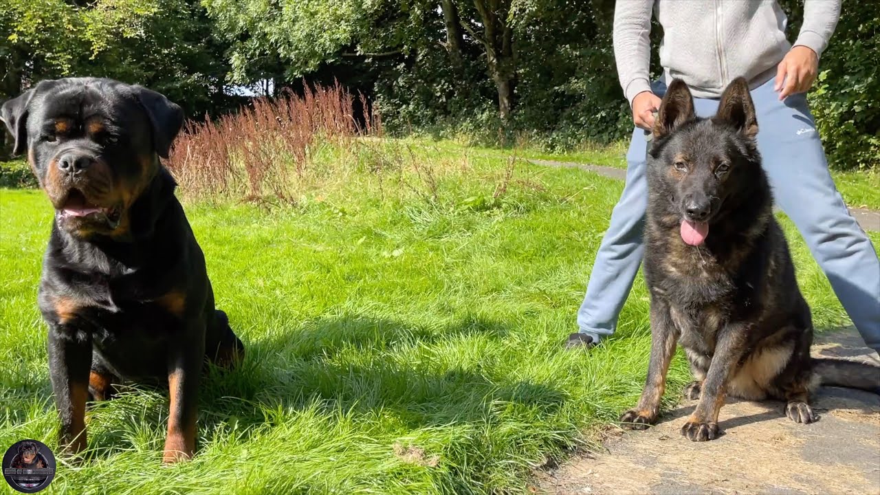 Rottweiler vs DDR German Shepherd