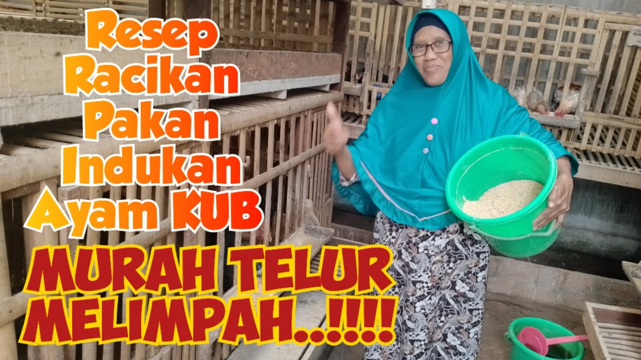 Racikan Pakan KUB Cuma Rp 600 Murah Telur Melimpah !